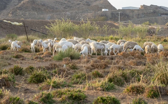قطيع من الأغنام والماعز يرعى في الجبال الصخرية