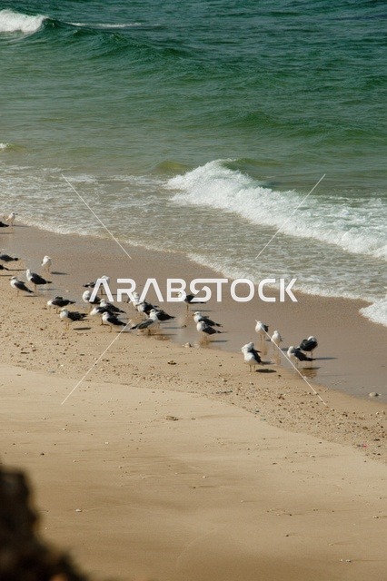 طيور النورس على شاطئ رملي في سلطنة عمان