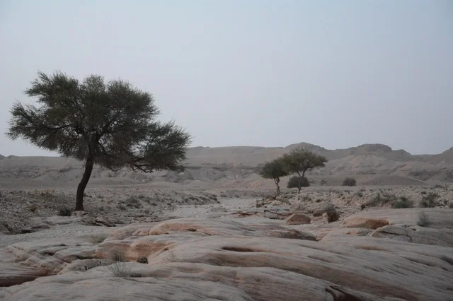 أشجار الطلح في صحراء المملكة العربية السعودية