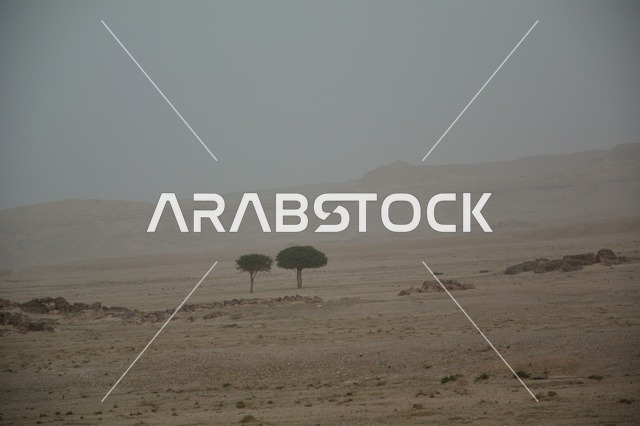 أشجار معزولة في صحراء المملكة العربية السعودية منظر ضبابي
