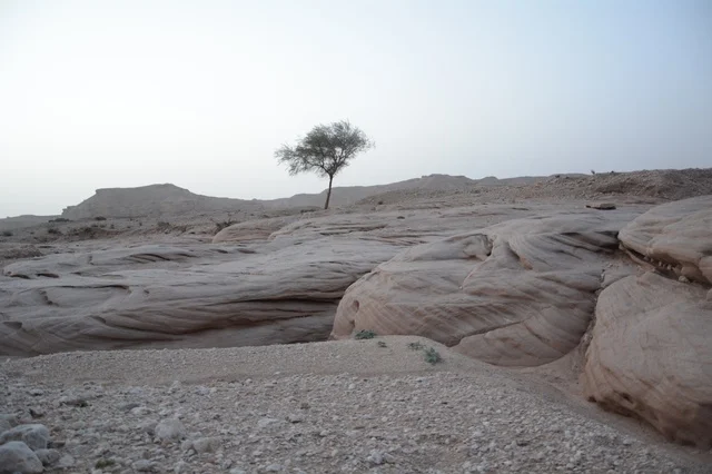 شجرة وحيدة في منظر صحراوي بالمملكة العربية السعودية