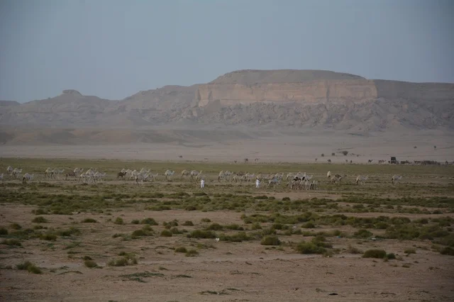 منظر صحراوي في المملكة العربية السعودية مع قطيع إبل