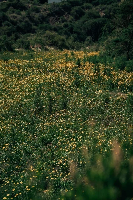 Yellow Wildflowers in Abha Saudi Arabia Green Valley