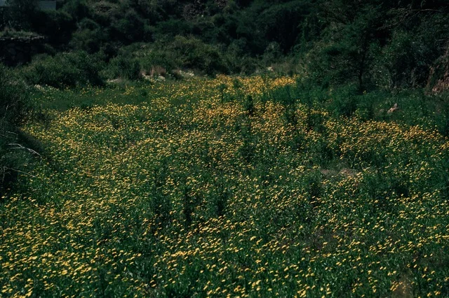 Yellow Wildflowers in Abha Mountains Saudi Arabia Nature