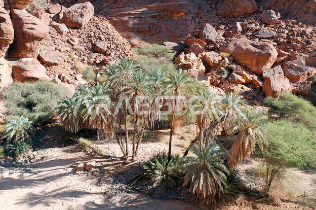 صورة جمالية لأخاديد الجبال الساحرة ، و التكوينات  الصخرية و الواحات بوادي الديسة في منطقة تبوك ، وادي الديسة ( الوادي الممتلئ بالنخيل ) الطبيعة الساحرة و جمالها الخلاب في المملكة العربية السعودية