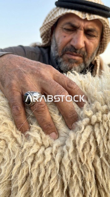 رجل كويتي يفحص صوف خروف النعيمي لأضحية العيد