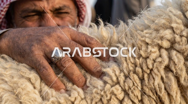 يد رجل كويتي تتفحص صوف خروف نعيمي