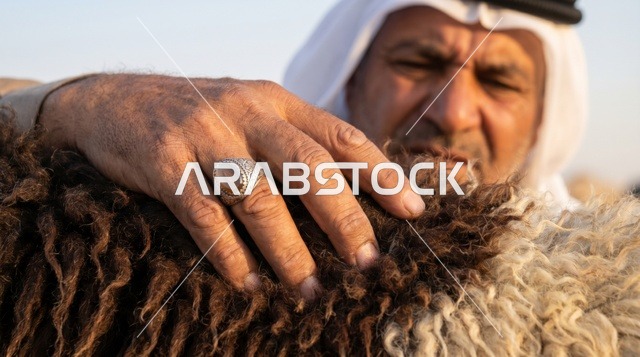 رجل كويتي يفحص صوف خروف النعيمي للأضحية