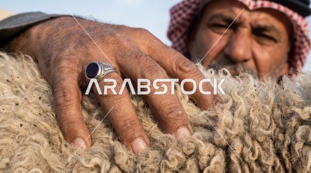 رجل كويتي يتفحص صوف خروف النعيمي لأضحية العيد