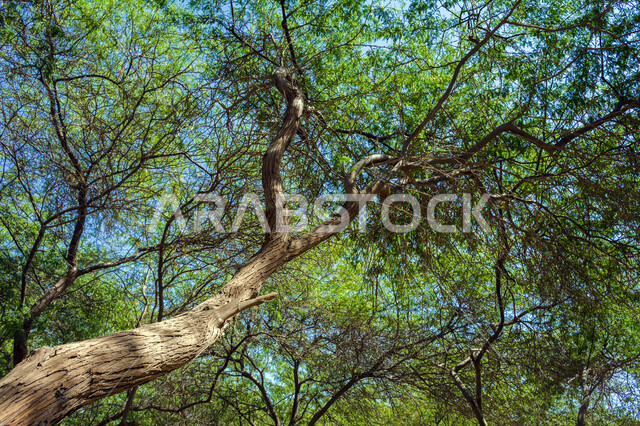 صورة مقربة لأشجار طبيعية في إحدى الحدائق الترفيهيه في مدينة ينبع بالمملكة العربية السعودية ، الطبيعة في السعودية