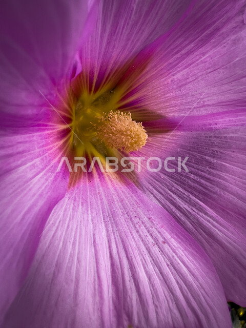 صورة ابداعية مقربة لزهرة الماكرو، زهرة بنفسجية اللون، الأزهار والورود الطبيعية، جمال زهرة الماكرو