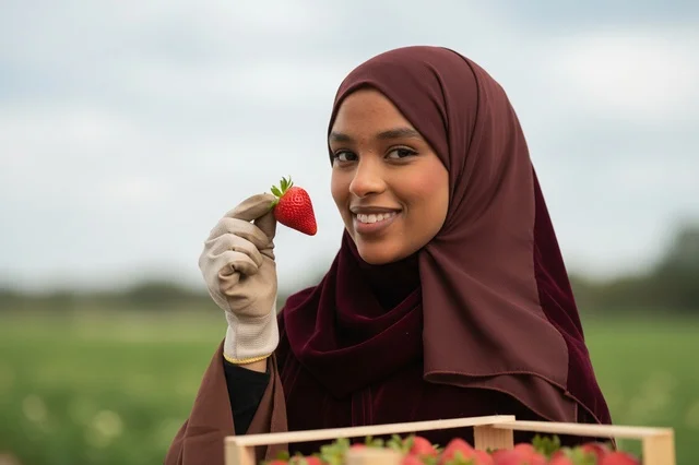 امرأة أفريقية محجبة تحصد الفراولة في المزرعة