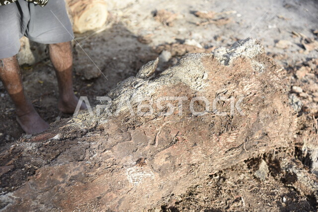 صورة لرجل عربي، فلاح يستخدم فأس لتقطيع خشب الأشجار، مزرعة ومزارعين، مهن قديمة، شعبيات