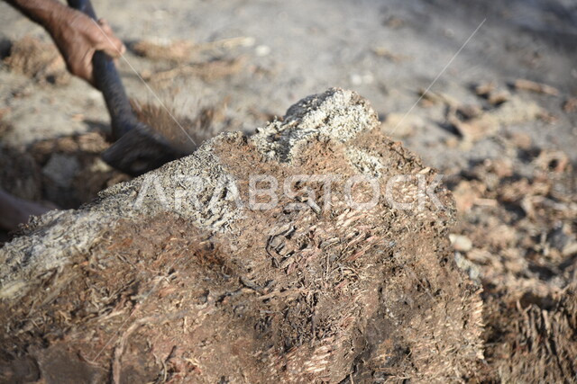 صورة لرجل عربي، فلاح يستخدم فأس لتقطيع خشب الأشجار، مزرعة ومزارعين، مهن قديمة، شعبيات