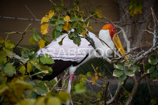 Close-up of a stork standing among trees in Al Ain Park, Abu Dhabi, United Arab Emirates, stork, long beak, trees and plants, nature background