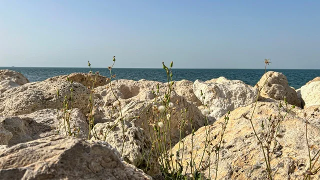 Al Khobar Coastal Rocks and Plants Near King Fahd Causeway Al Khobar Coastal Rocks and Plants Near King Fahd Causeway