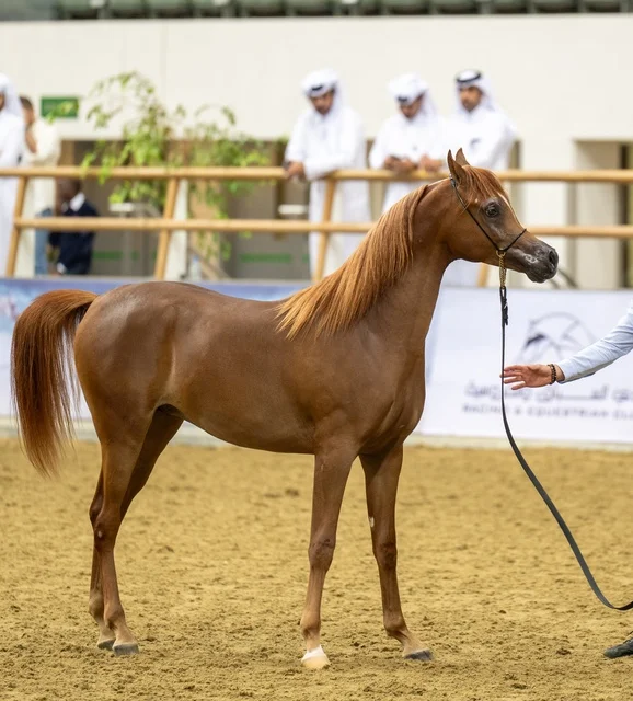 Arabian Horse in Doha Qatar Equestrian Arena