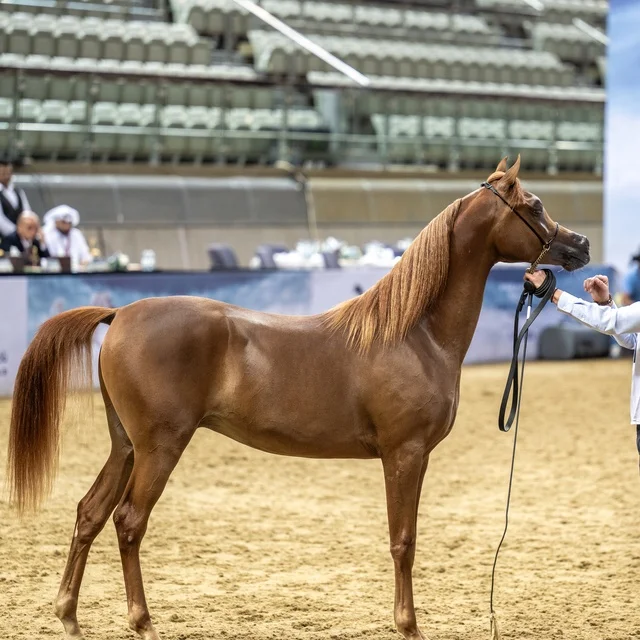 Arabian Horse in Doha Qatar Competition Arena