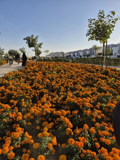 Orange Marigold Flowers in Riyadh Public Park