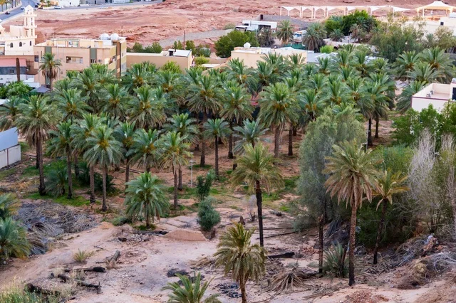 مزارع النخيل في مدينة سكاكا بمنطقة الجوف