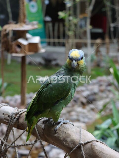 صورة مقربة لطائر الببغاء، ببغاء التاج الاصفر(المكاو)، تربية الطيور، محمية طبيعية لتربية الطيور الجميلة