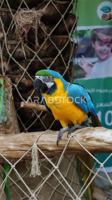 صورة مقربة لطائر الببغاء، ببغاء التاج الاصفر(المكاو)، تربية الطيور، محمية طبيعية لتربية الطيور الجميلة