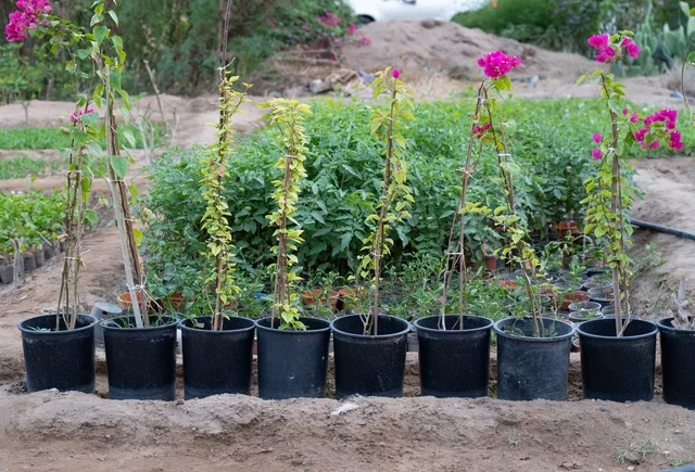 Young Potted Bougainvillea Plants in Garden Nursery