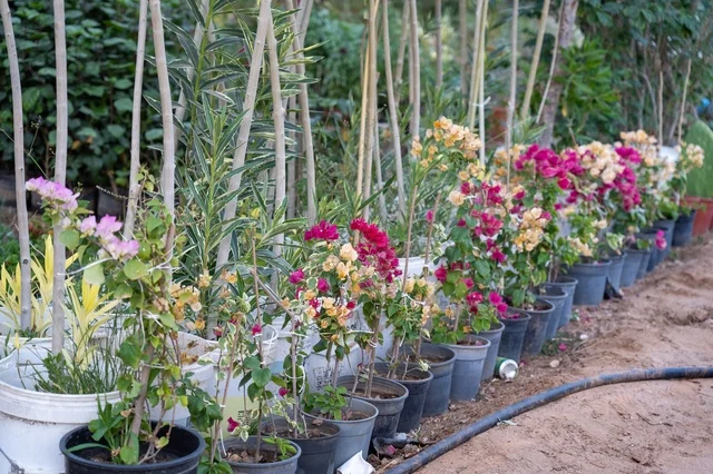 Potted Bougainvillea Plants in a Garden Nursery