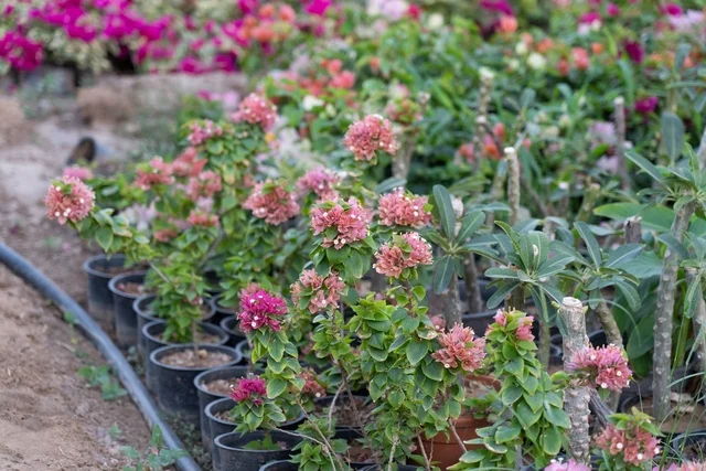 Potted Pink Bougainvillea Plants in Garden Nursery