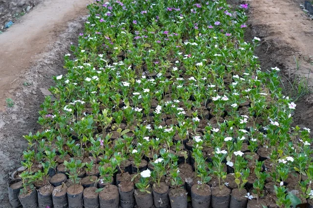 Periwinkle Flower Seedlings in Agricultural Nursery