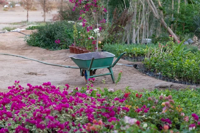 Green Wheelbarrow in Garden Nursery with Pink Flowers