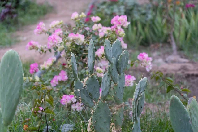 Green Prickly Pear Cactus in Garden with Pink Flowers