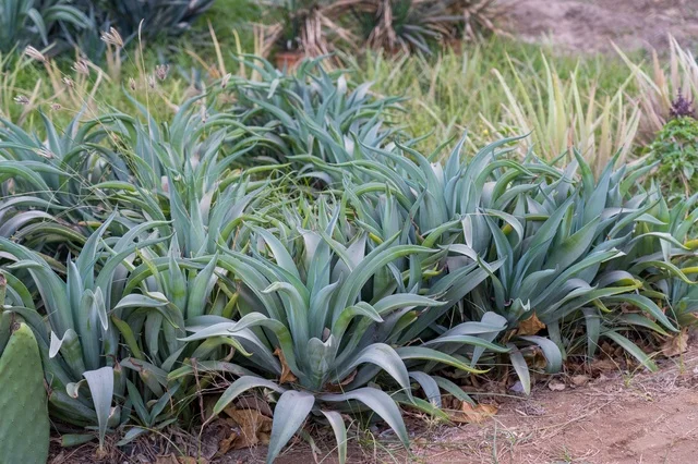 Blue Green Agave Succulent Plants in Outdoor Garden Bed