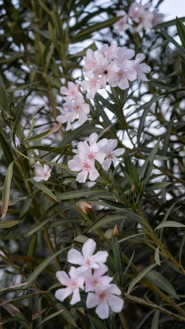 Pink Oleander Flowers Blooming on Bush in Daylight