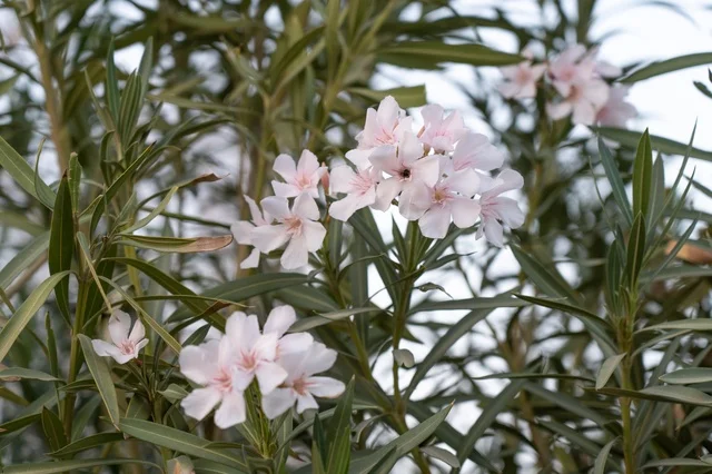 Pink Oleander Flowers Blooming in a Green Garden Pink Oleander Flowers Blooming in a Green Garden
