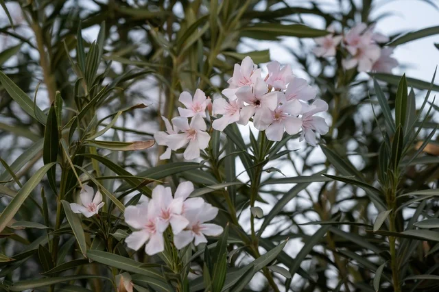 Pink Oleander Flowers in Green Foliage Close Up