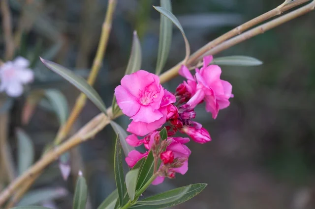 Pink Oleander Flower in Close Up View