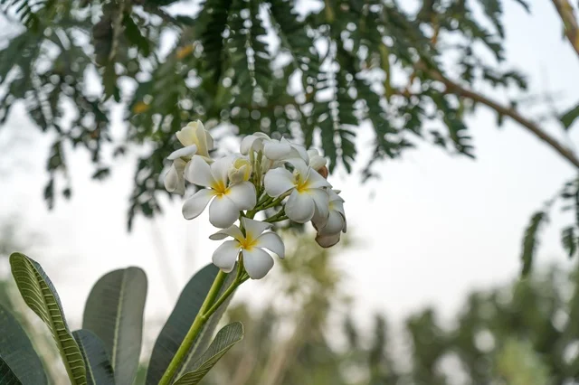 White Plumeria Frangipani Flower Close Up in Daylight