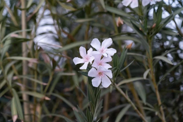 Pink Oleander Blossom Closeup on Green Garden Shrub