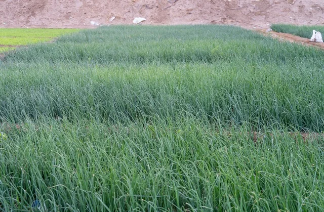 زراعة البصل الأخضر في حقل زراعي بالنهار