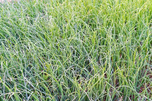حقل بصل أخضر طازج ومحاصيل زراعية نامية تحت أشعة الشمس