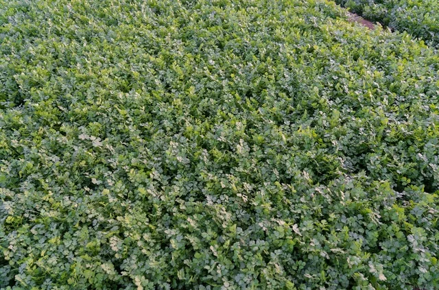 Lush Green Agricultural Field Overhead Background View