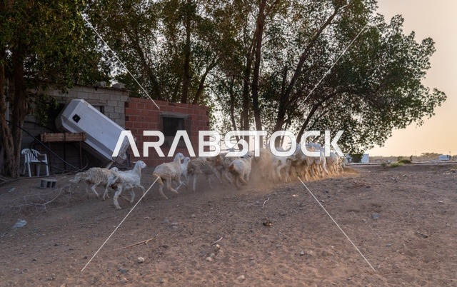 قطيع أغنام يركض ويثير الغبار في مزرعة ريفية وقت العصر