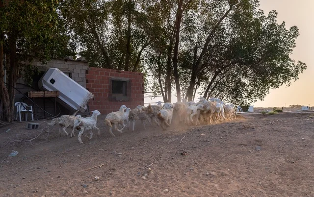 قطيع أغنام يركض ويثير الغبار في مزرعة ريفية وقت العصر