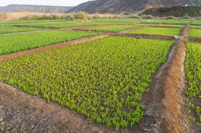 Green Agricultural Farm Fields in a Mountain Valley