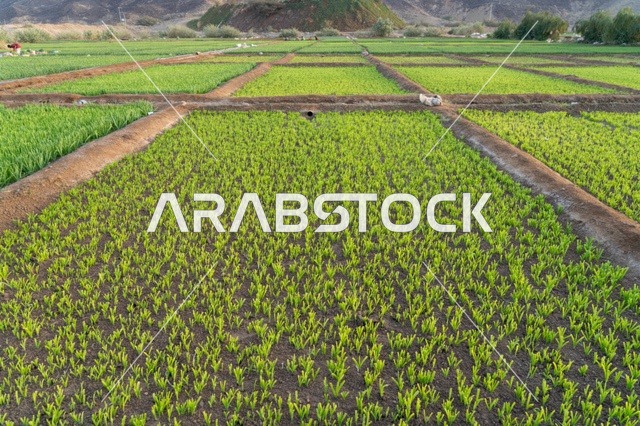 Green Crop Fields on a Rural Farm with Mountains
