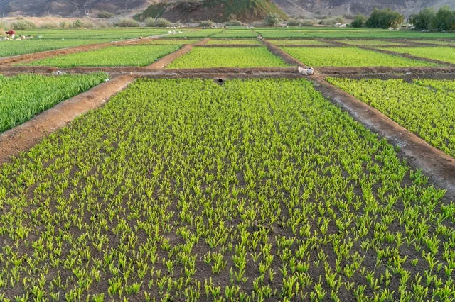 حقول المحاصيل الخضراء في مزرعة ريفية مع الجبال حقول المحاصيل الخضراء في مزرعة ريفية مع الجبال