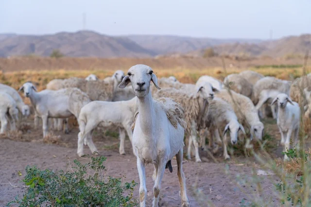 قطيع من الأغنام البيضاء يرعى في مرعى ريفي مع جبال