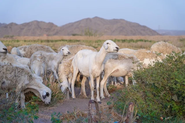 قطيع من الأغنام يرعى في المرعى الريفي مع الجبال