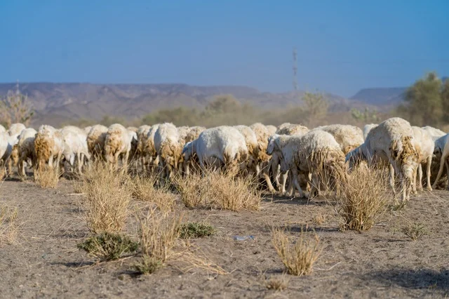 قطيع من الأغنام يرعى في الصحراء السعودية قطيع من الأغنام يرعى في الصحراء السعودية